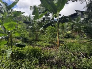 casa san buenas20240531_0021