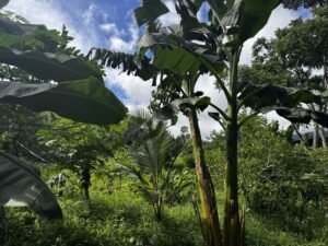 casa san buenas20240531_0023