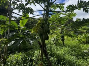 casa san buenas20240531_0024