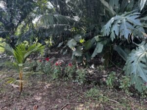 casa san buenas20240531_0033