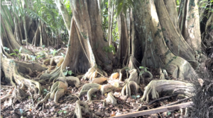 casa san buenas20240627_0037