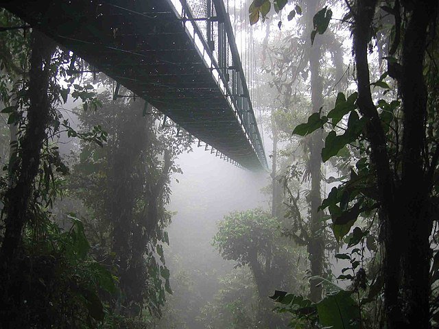 A walkway inside a Tropical Cloud Forest in the interior of Costa Rica. c/o DirkvdM, wikicommons.