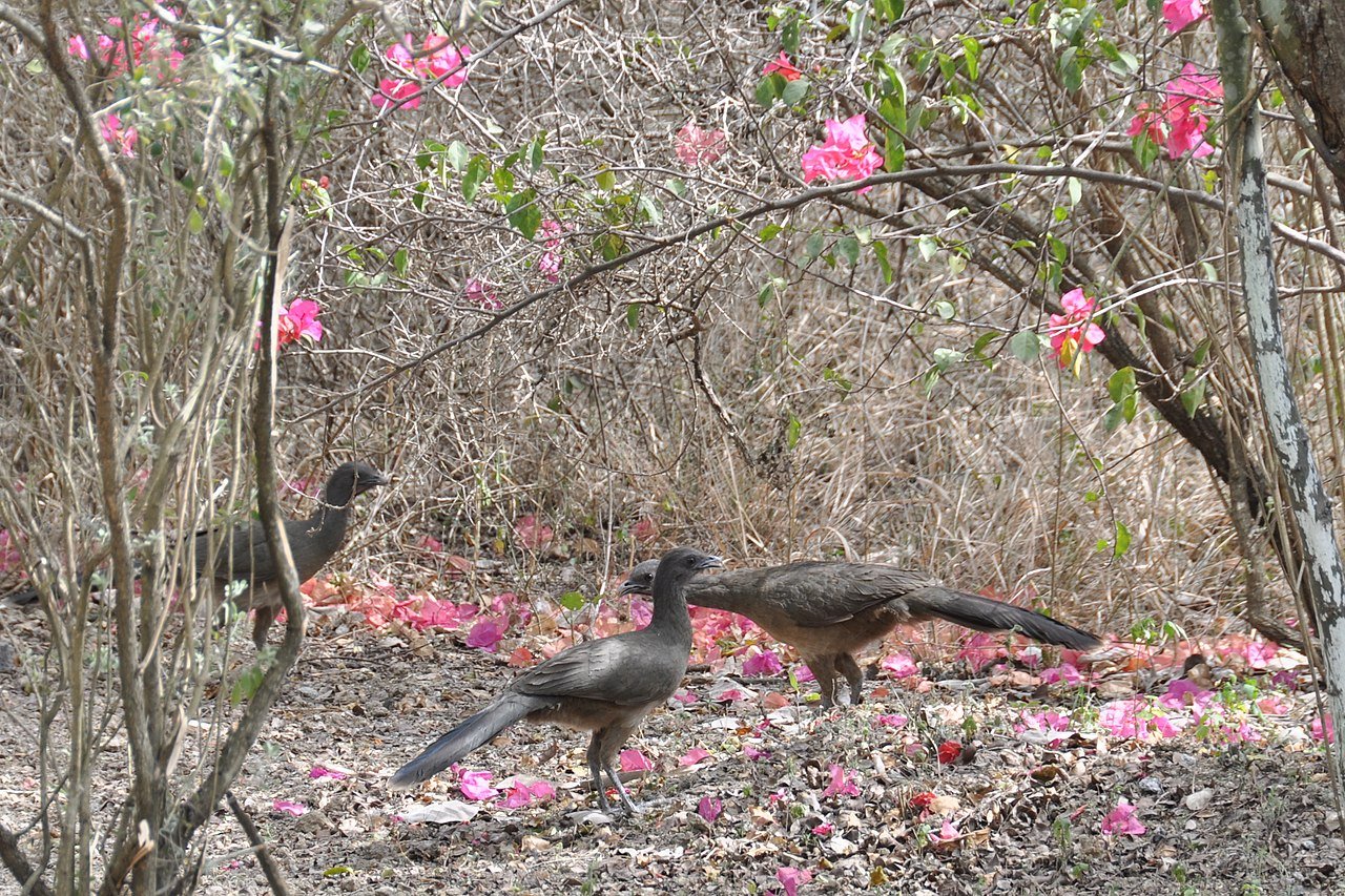 Plain Chacalacas prefer arid habitats like the Dry Tropical Forests of northern Costa Rica. c/o 0+000 - panoramio, wikicommons.