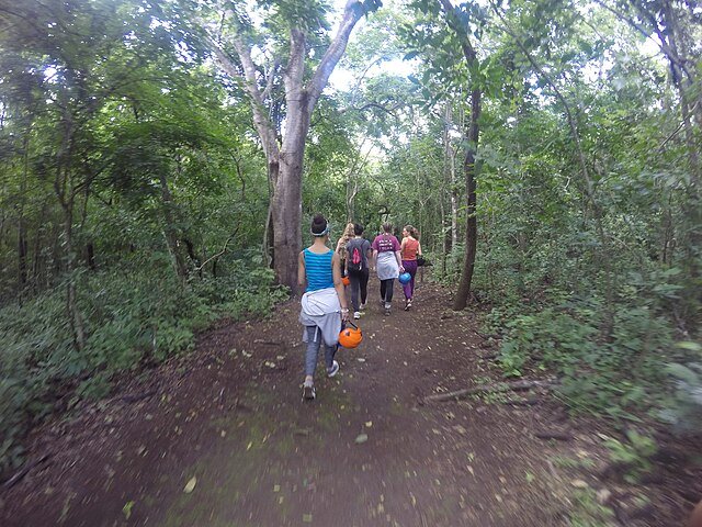 A group walking through a Dry Forest of Guanacaste National Park. Notice that the trees are not as tall, lush or crowded as they are in the tropical forests of central and southern Costa Rica. c/o Chloekwak, wikicommons.