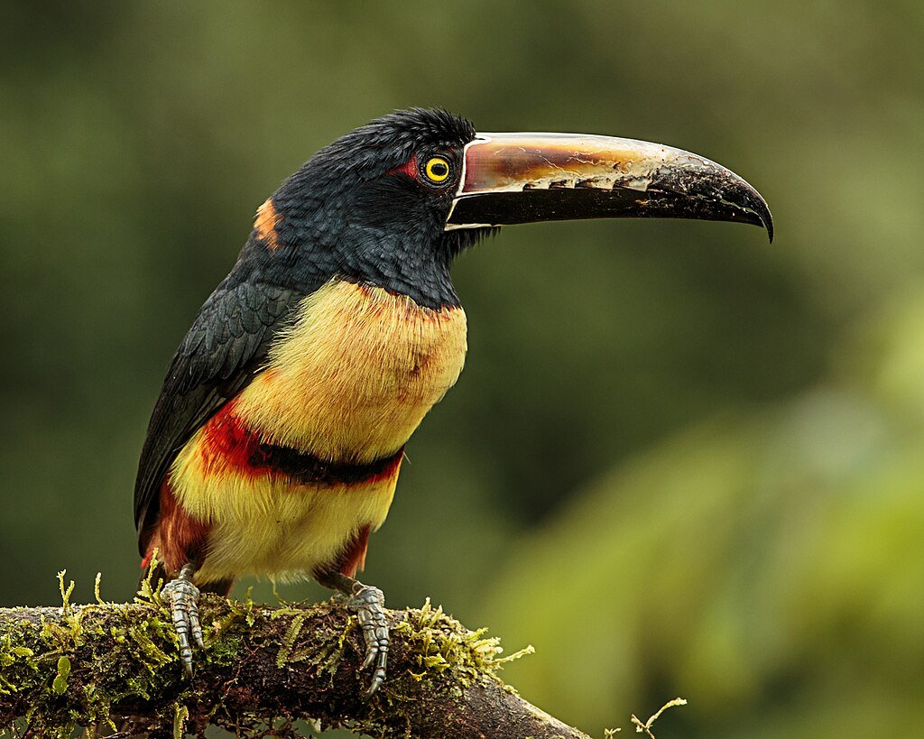 The Collared Aracari prefers semi-arid forests. c/o Andy Morffew, wikicommons.