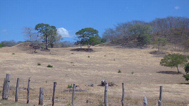 Costa Rica's dry forest in the Guanacaste province - notice that the trees have shed their leaves and gone into a sort of hibernation. c/o Rodtico21, wikicommons.