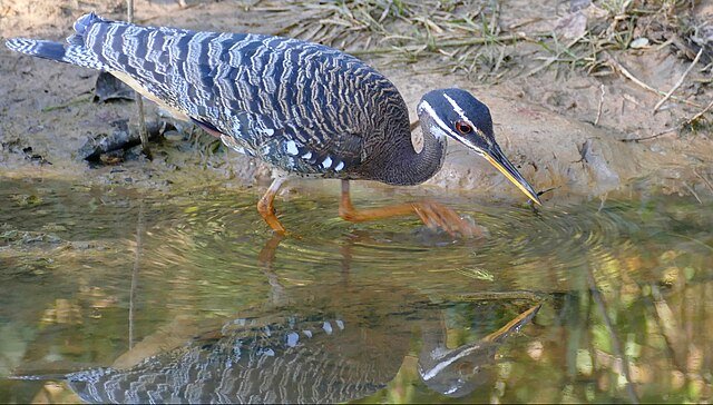 A Sunbittern hunting for food. The birds have been known to use insect lures to attract fish. c/o Bernard DUPONT, wikicommons.