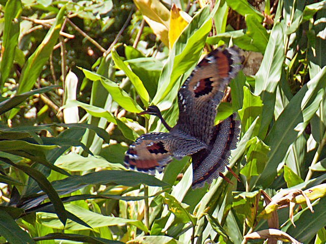 A Sunbittren navigating through tall reeds. Hidden while the bird is ground bound, the striking wing & tail coloring is visible when on the wing. c/o Kathy & sam, wikicommons.