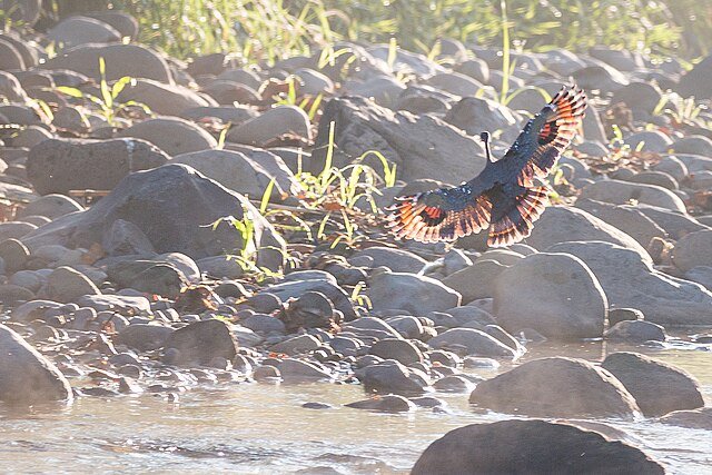 A Sunbittern in flight, displaying its characteristic 'eyespots'. c/o Tim Sackton, wikicommons.