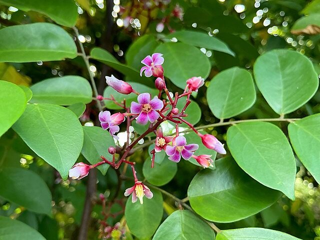 The lavender-colored flowers of the carambola tree. Also note the pleasing deep-green leaves. c/o Mazhanilavu, wikicommons.