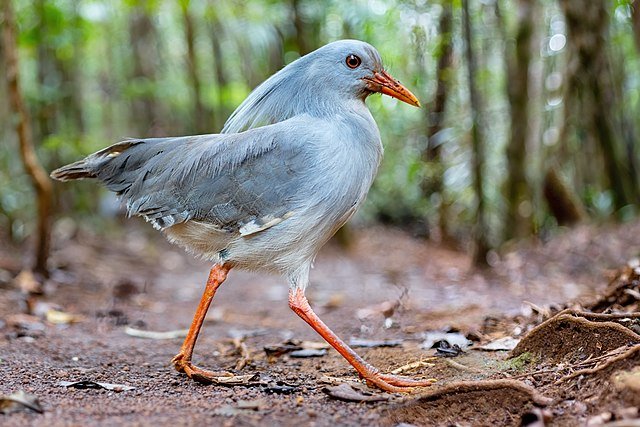 New Caledonia's Kagu, the closest relative of the Sunbittern. These two birds shared a common ancestor ten of millions of years ago. The Sunbittern, although it lives in South and Central America, has no close relatives there. c/o JJ Harrison, wikicommons.