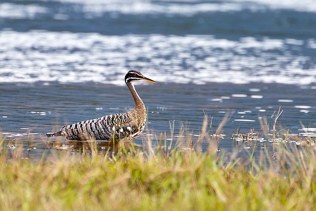 It is a lonely life for the Sunbittern - non only a solitary bird, its closest relative is an ocean away and its Order, Family, genus and Species hold only 3 different members, alltogether. c/0 Fernando Flores, wikicommons.