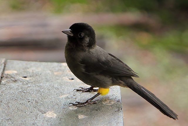 The Yellow-Thighed Brushfinch can only be found at elevations above 1,00 meters or 5,600 feet - you can spot them along the highlands of Costa Rica's central spine forests. c/o Cephas, wikicommons.