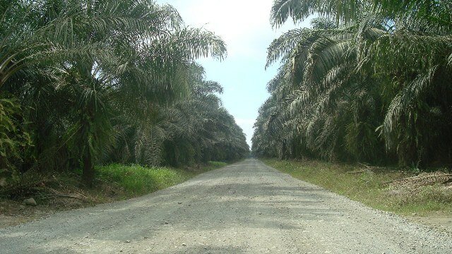 Oil Palm Plantations near Parrita. c/o Rodtico21, wikicommons.