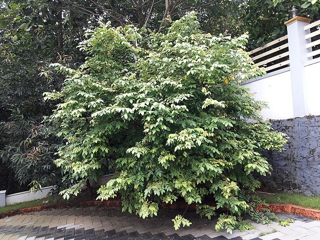 An unpruned Carambola tree. c/o Anish nellickal, wikicommons. 