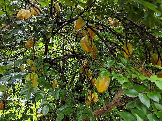 Carambola tree with a heavy load of fruit. c/o Aren Elliott, wikicommons.