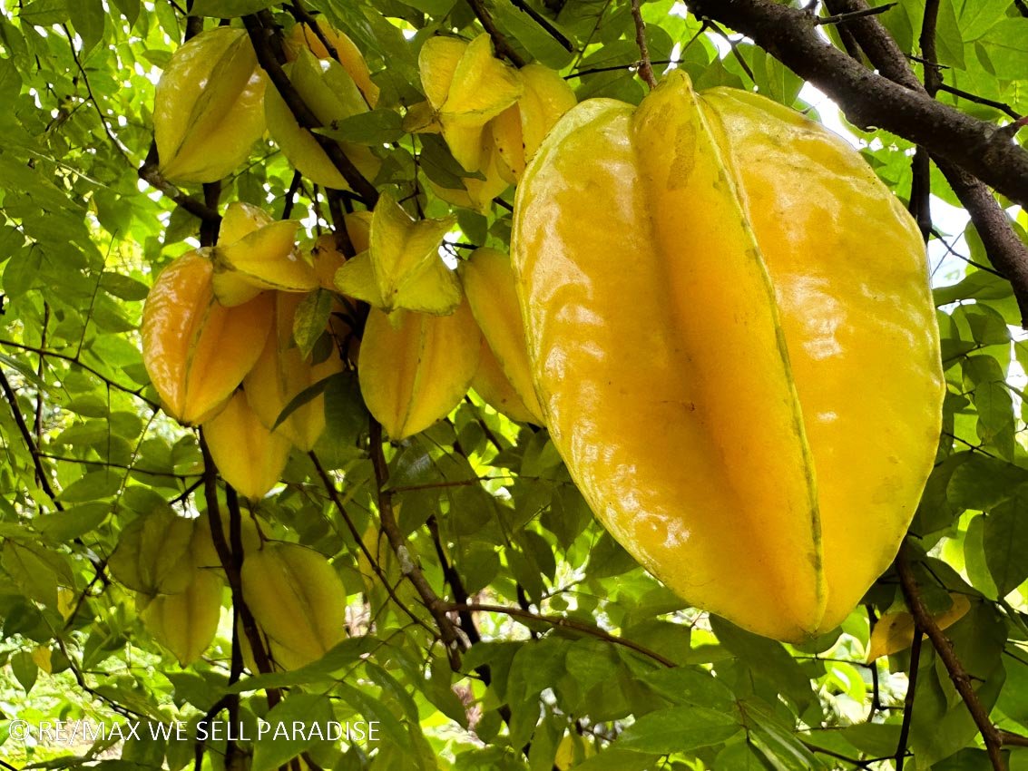 A very healthy Starfruit tree grown on a property in Tres Rios, Costa Rica.