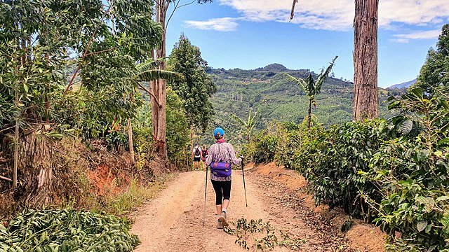A hiker traversing coffee plantations on the Camino de Costa Rica. co Pigment-ink, wikicommons.