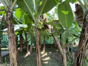 Photo 1-10-25, 12 21 07