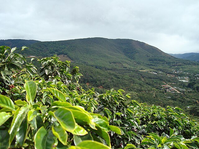 Coffee plantaitons along the slopes of the Tarrazú volcano. Coffee prefers elevations of 1,200 to 1,700 meters so Costa Rica's volcanoes provided both the perfect elevations and perfect soils for the cofee plants.