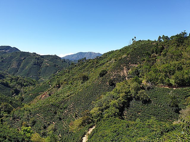 Coffee plantations along the Camino de Costa Rica. c/o Pigment-Ink, wikicommons.