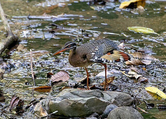 Even with a part of the eye spot showing, the Sunbittern blends into the background - the rocks, river, even the yellow and orange leaves which blend into the eye spot help to conceal the bird's whereabouts. c/o Charlie Jackson, wikicommons.