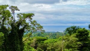 dji_fly_20241219_081406_325_1734617683959_photo_optimized