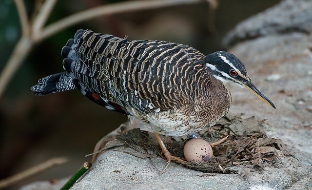 A Sunbittern tending to an egg. The nests can be simple as in the photo, or more engineered if they are built in the treetops. c/o H. Zell, wikicommons.