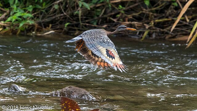 The striking Sunbittern in flight over a flowing river. c/o Hans Norelius, wikicommons.