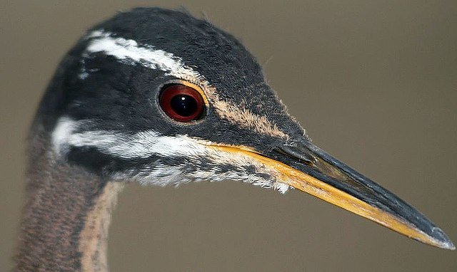 The Sunbittern does not let too many people get close - but patience, persistence and being at the right place, at the right time, may eb rewarded with amazing photo opportunities. c/o David J. Stang, wikicommons.