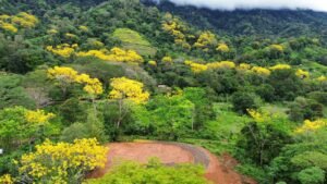 lot 22 and the trees