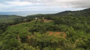 lots 41, 42 and reforest