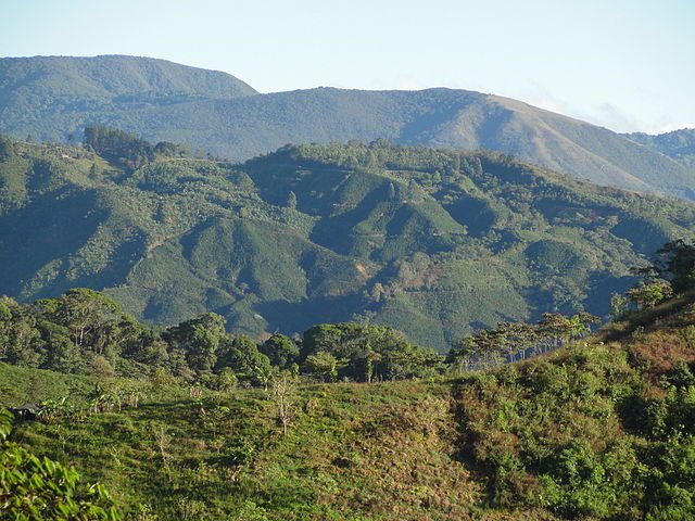 Coffee fields near Quepos. Often, pristine cloud and montane forests are cleared in order to make room for coffee. Recent initiatives aim to reduce coffee-related deforestation to zero.