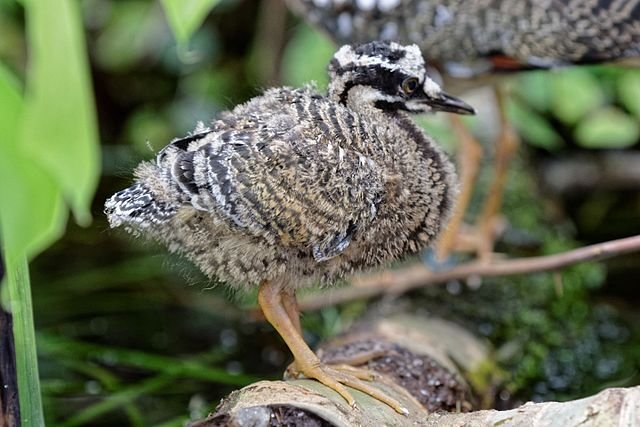 A Sunbittern chick - the young are not helpless but can see, walk, and flee from danger. c/o Thesupermat, wikicommons.