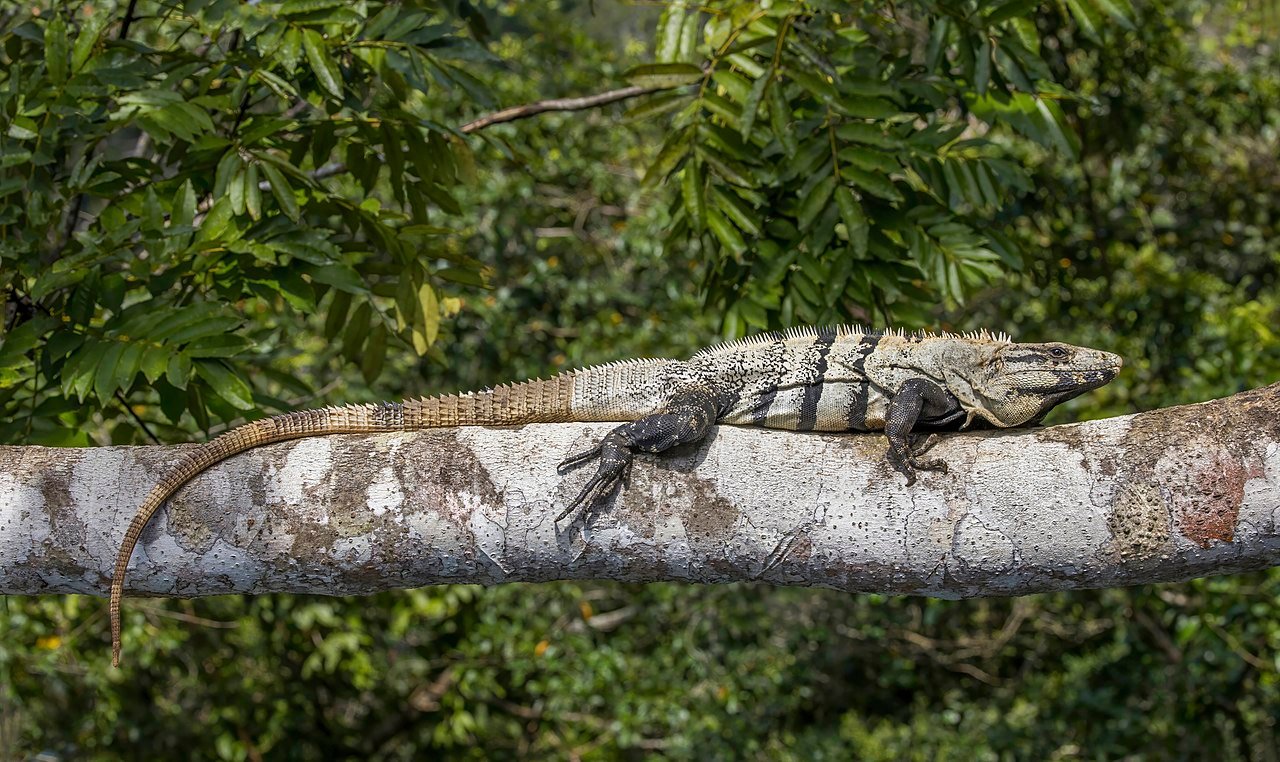 The Black Spiny-Tailed Iguana is at home in the Manchineel tree. c/o Charles J. Sharp, wikicommons.