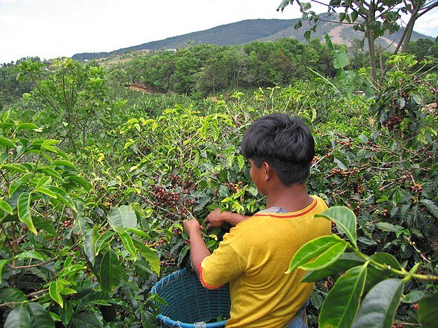 A coffee picker in a Tarrazú plantation. c/o Tarrazu, wikicommons.