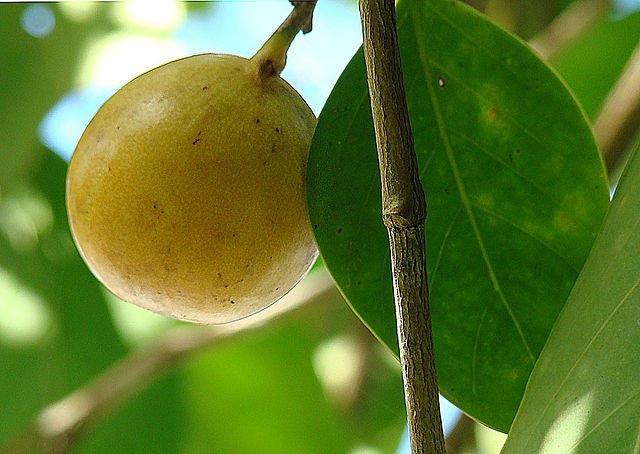 The Manchineel fruit looks tasty & inviting - many have fallen for her charms and lived to regret it! c/o Dick Culbert, wikicommons.