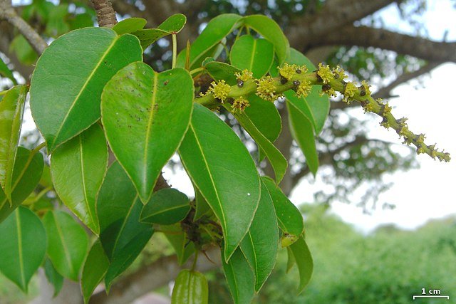 The leaves and flowers of a Manchineel Tree. c/o Jason Hollinger, wikicommons.