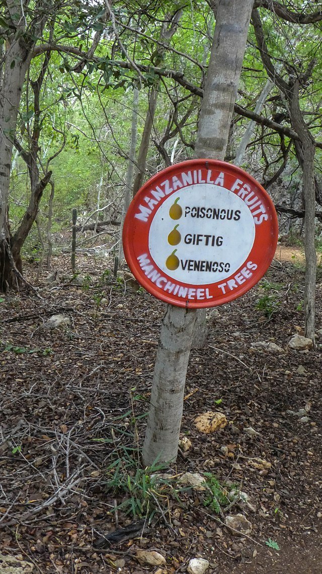 A Manchineel tree on the island of Curacao. c/o -JvL-, wikicommons.