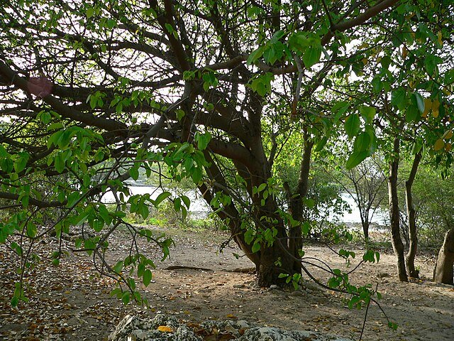 This very unassuming tree, happily growing along our beaches and shores, has been crowned as the MOST DANGEROUS tree in the world. c/o Pancrat, wikicommons. 