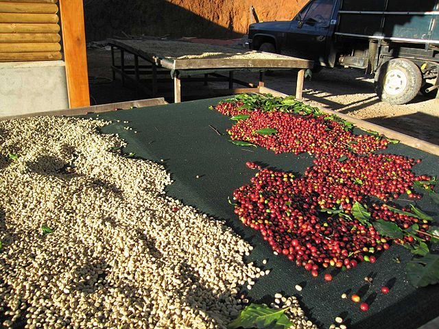 Coffee beans being sun-drien in the award-winning Tarrazú coffee region. c/o Tarrazu, wikicommons.