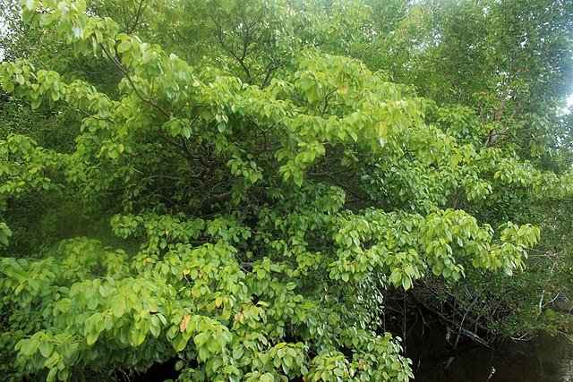 Manchineel trees. c/o Yinan Chen, wikicommons.