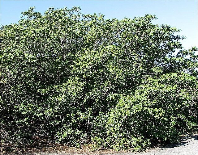 A Manchineel tree. c/o David Stang, wikicommons.