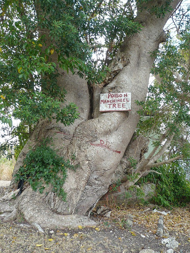 A Manchineel tree with a warning sign in Barbados. c/o barbados georama, wikicommons.