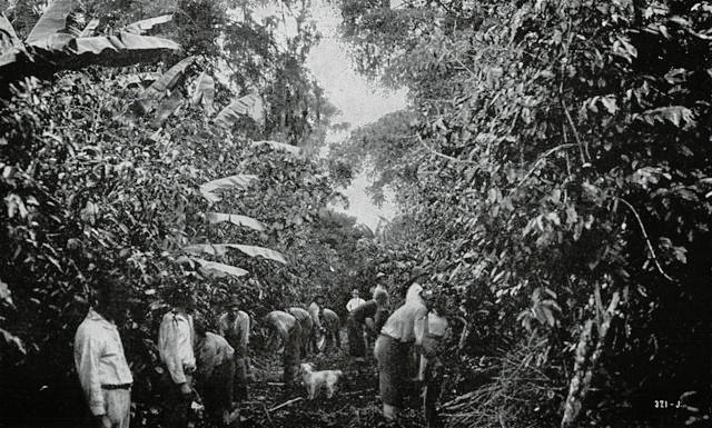 Coffee-pickers in the days gone by.
