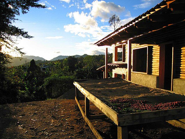 Coffee being sun-dried at a Tarrazú plantation - do you think a beautiful & natural life as a small-scale coffee farmer may be in your future? c/o Cjgace, wikicommons.