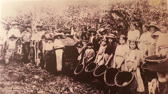 A Costa Rican coffee farm in the days gone by - as can be seen, children were recruited to work out in the fields, especially during harvest time.