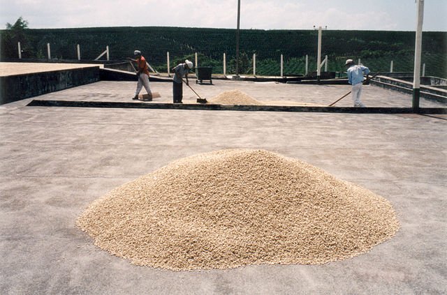 Costa Rican coffee drying in the sun. c/o Ronchy, wikicommons.