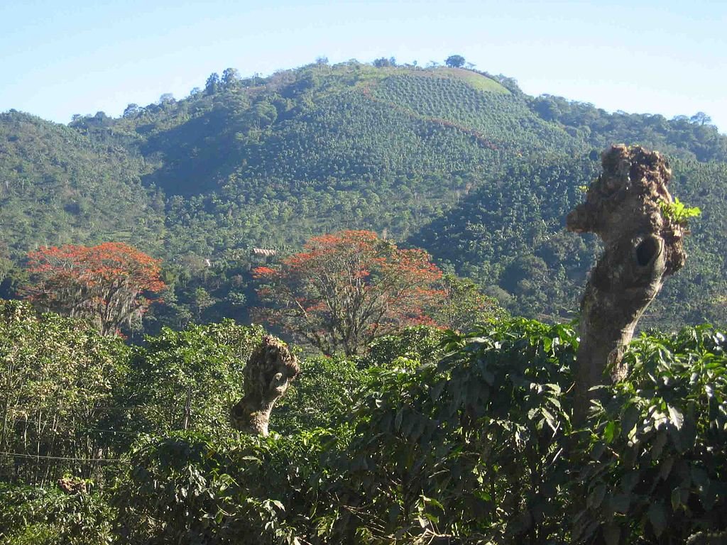 A part of the commitment includes planting shade trees which provide wildlife habitat, increase the biodiversity of the plantation, slow down erosion, and cool the surrounding areas. Here you can see a variety of shade trees towering over a coffee plantation in Orosi, Costa Rica. c/o DirkvdM , wikicommons.