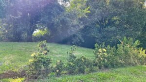 120007 House For Sale 11